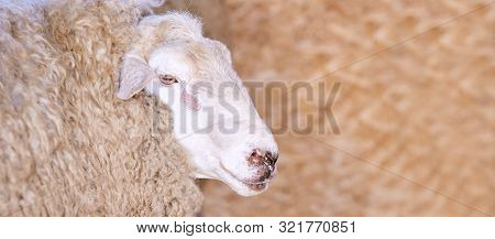Sad Kulunda Breeding Sheep. Meat And Fur Farm Production. Animal Head. Closeup Portrait Staring
