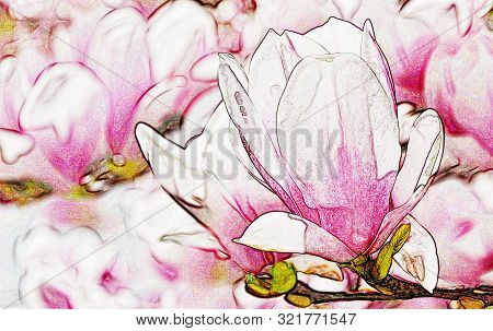 Close Up Of A Beautiful Pink And White Alexandrina Magnolia Blossom