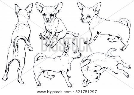 Hand Drawn Ink Toy Terrier Graphic Sketch