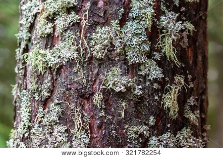 Lichen Parmeliaceae On Pine Bark, Closeup. Lichens Are An Indicator Of Environmental Cleanliness.