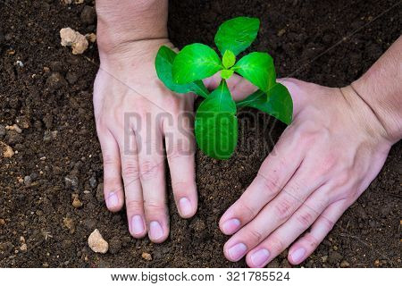 Close Up Hand Planting Tree Into The Soil. Earth Day. World Environment Day. Ozone Day.
