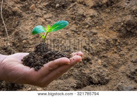 Human Hand Holding Little Tree Over Blurred Soil Background. Earth Day. World Environment Day. Ozone