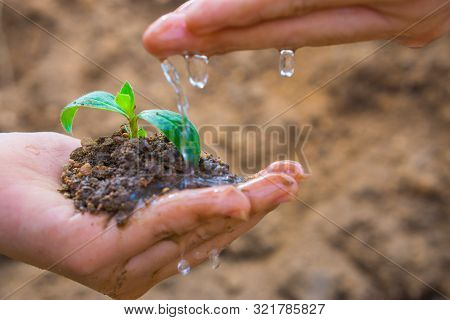 A Male Hand Is Watering On Female Hand Holding Little Tree Over Blurred Soil Background. Earth Day. 
