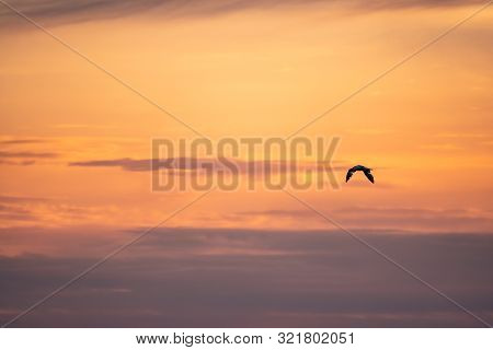 The Silhouette Of A Flying Seagull. Red Sunset Sky Background. Dramatic Sunset Sky. The Black-headed