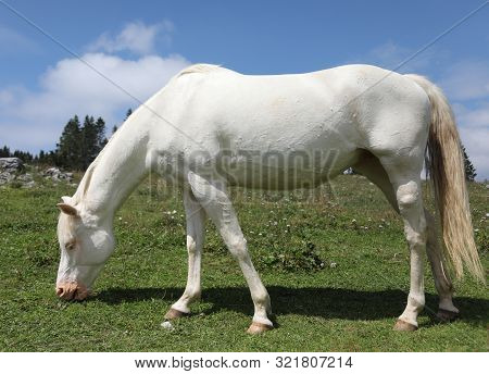 Young White Albino Horse Grazing Green Grass In Meadow In Mountain