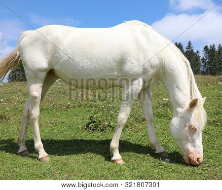 White Albino Horse White Grazing In Mountain In Summer Without People