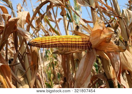 Yellow Ripe Corn Cob And Yellow Seeds In Summer