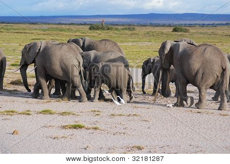 ELEFANT