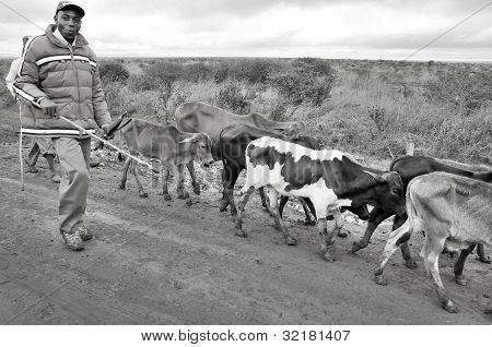 NGOROGORO-TANZANIE