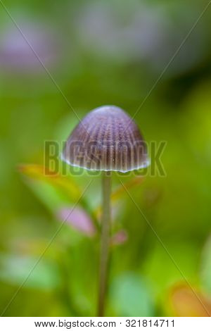 Small Toadstool Mushrooms, Macro, Toadstool Mushrooms, Background Green