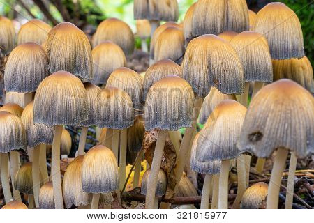 Closeup Of Glistening Inky Cap (coprinellus Micaceus) Mushrooms In The Woods