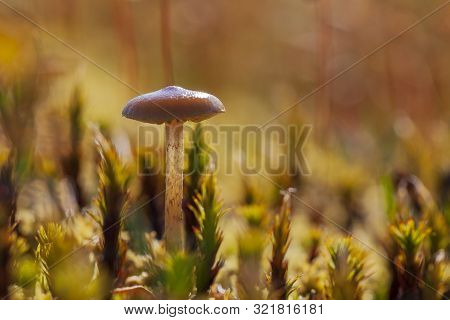 Beautiful Small Toadstool Mushrooms, Macro, Toadstool Mushrooms