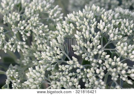 Lot Of Blooming Hylotelephium Telephium White Flowers With Green Leaves And Stems