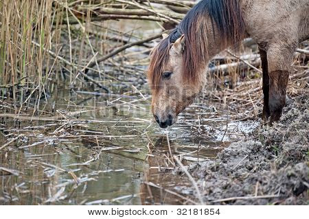 Dell'acqua potabile di cavalli konik