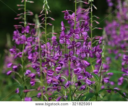 Chamaenerion Angustifolium, Known As Fireweed, Great Willowherb And Rosebay Willowherb