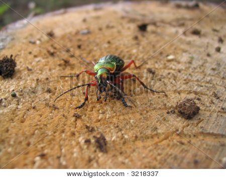 Beetle บนโคนต้นไม้