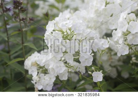 White Phlox Blossom. Summer Flowers In A Garden