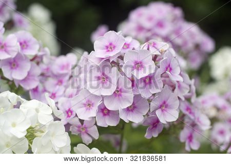 Purple And White Phlox Blossom. Summer Flowers
