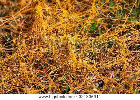 Dodder Genus Cuscuta Is The Parasite Wraps The Stems Of Plant Cultures With Yellow Threads And Sucks