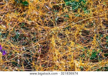 Dodder Genus Cuscuta Is The Parasite Wraps The Stems Of Plant Cultures With Yellow Threads And Sucks