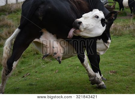 Black And White Cow Licking His Hindquarter With A Long Tongue.