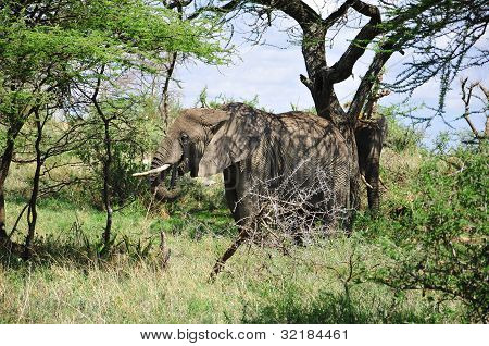 ELEFANT