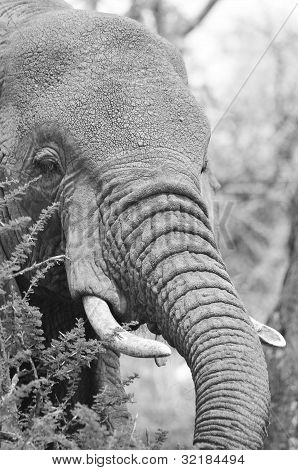 ELEFANT