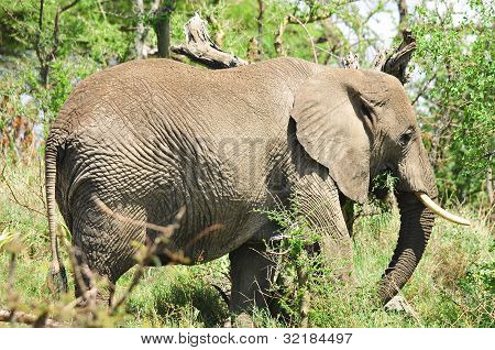 ELEFANT
