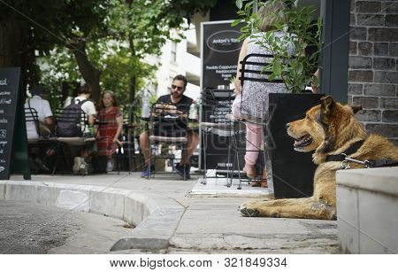 Athens Greece - July 15 2019; Dog Waits For Owner To Finish Coffee In Plaka District  Streetside Caf