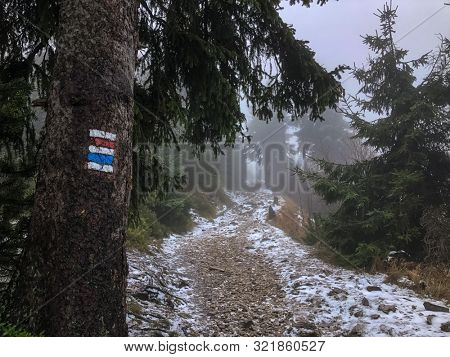 Hikng trail mark on tree in wood