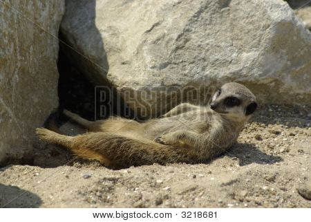 Güneşlenme Meerkat