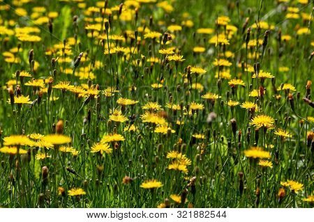 Skerda Roofing, Crepis Testorum L. Weed, A Wildflower, Is Used In Folk Medicine