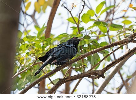 Closeup Male Asian Koel Bird Perched On Branch