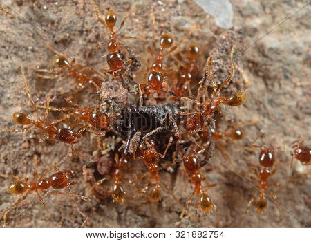 Macro Photography Of Group Of Pheidole Pallidula Ants Attack Prey