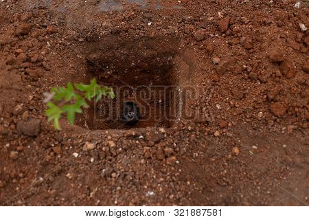 Plant The Tree In Ground Soil Hole Pit For Help Green Earth With Space For Text