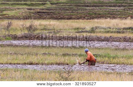 Single Man Working On A Field Near Ambalavao In Madagascar