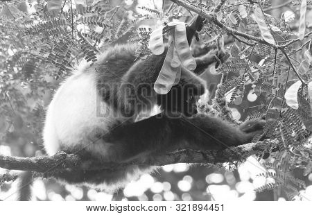 Indri, The Biggest Lemur Of The World, Sitting In A Tree