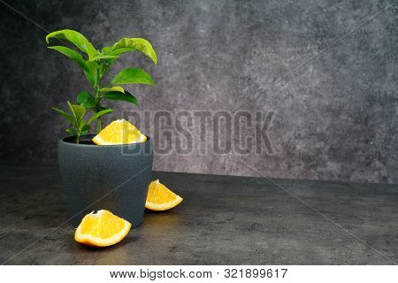 Fresh Oranges And Orange Tree In Pot On Grey Background