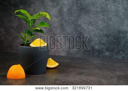 Fresh Oranges And Orange Tree In Pot On Grey Background