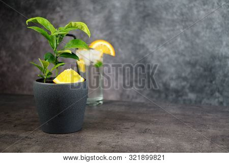 Fresh Oranges And Orange Tree In Pot On Grey Background