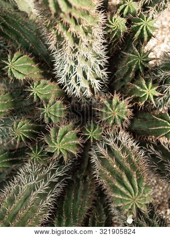 Botanical Background. Light Green Cactus's Background. Natural Background Cactus Or Succulent Plant.