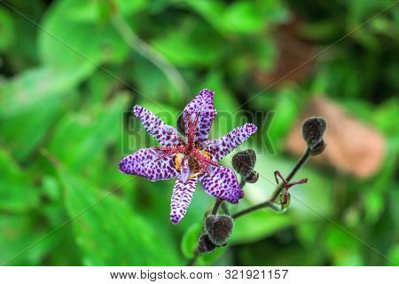 Small Purple Spotted Flower Tricyrtis Hirta In Summer Garden, Top View