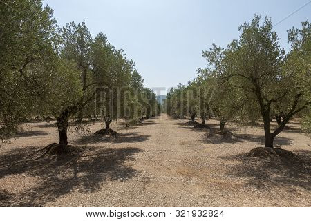 The August Road As It Passes Through The Senia