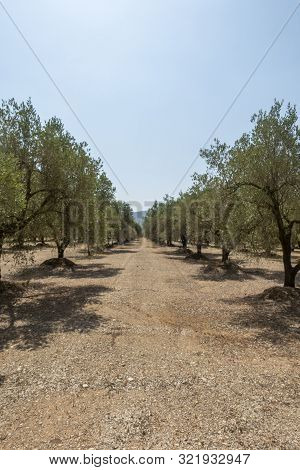 The August Road As It Passes Through The Senia