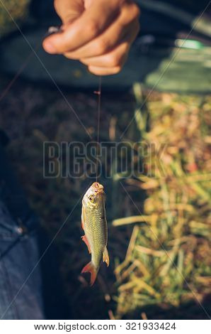 Mens Hands Holding A Rudd Fish - Scardinius Erythrophthalmus -caught During Fishing On The Pond.