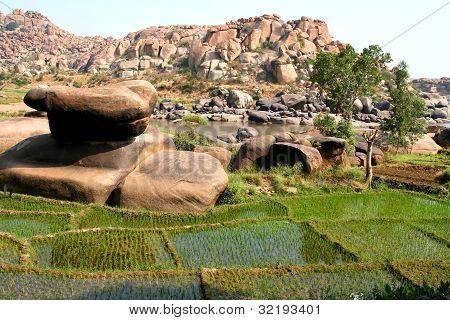 Хампи ricefields
