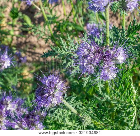 Phacelia Tanacetifolia, Species Of Phacelia Known By The Common Names Lacy Phacelia, Blue Tansy Or P