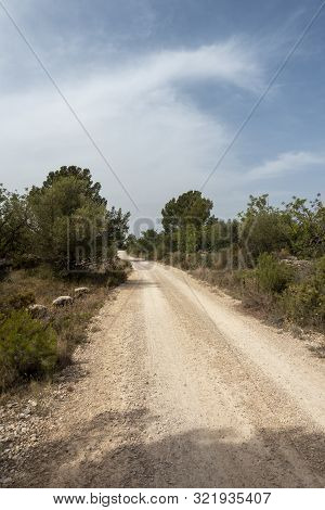 The August Road As It Passes Through The Senia