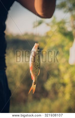 Rudd Fish Scardinius Erythrophthalmus Caught During Fishing On The Pond And Hanging On A Fishing Lin