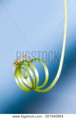 Small Spider On A Squash Vine Curl In A Greenhouse